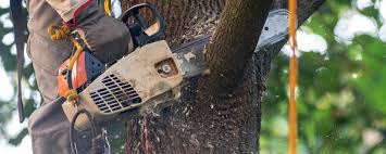 Best Storm Damage Tree Cleanup  in Ly Lake, IL