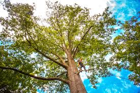 Best Lawn Grading and Leveling  in Ly Lake, IL
