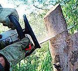 Tree and Shrub Care in Lily Lake, IL