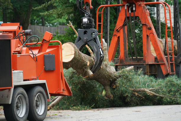 Best Tree Risk Assessment  in Ly Lake, IL