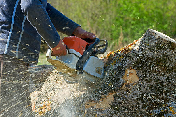 Lily Lake, IL Tree Services Company